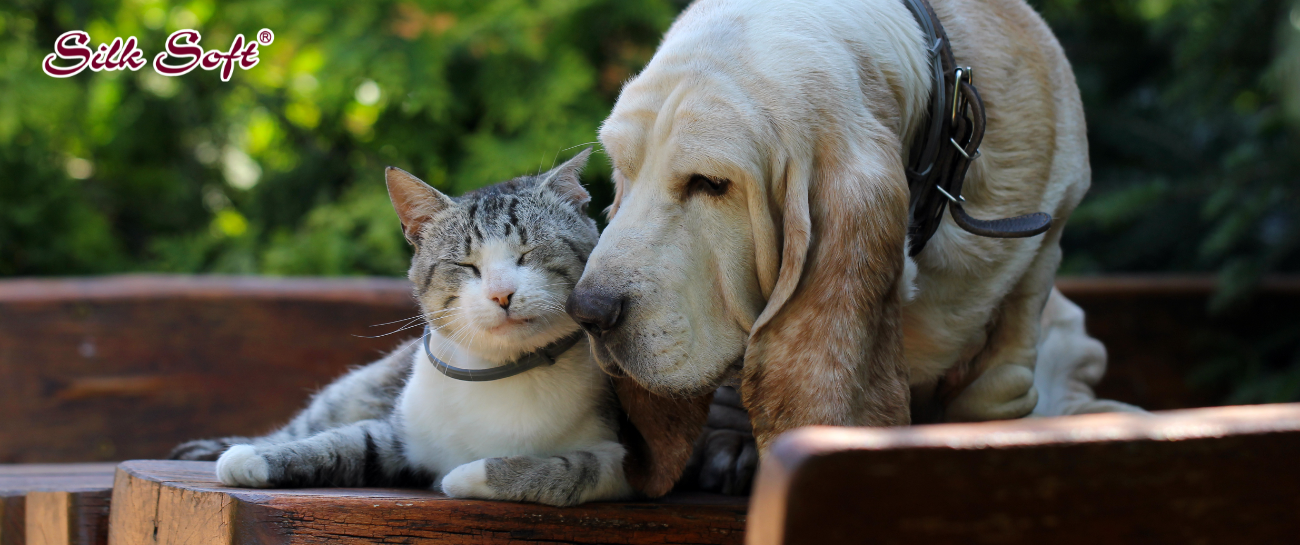 Best Hygiene Tips for Pet Care at Home (Complete Guide for Pet Owners) Silk Soft