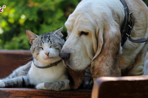 Best Hygiene Tips for Pet Care at Home (Complete Guide for Pet Owners) Silk Soft