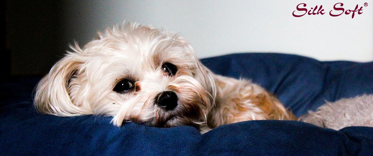 Pet Wet Wipes: Keep Your Pet Clean, Fresh & Odor-Free Silk Soft